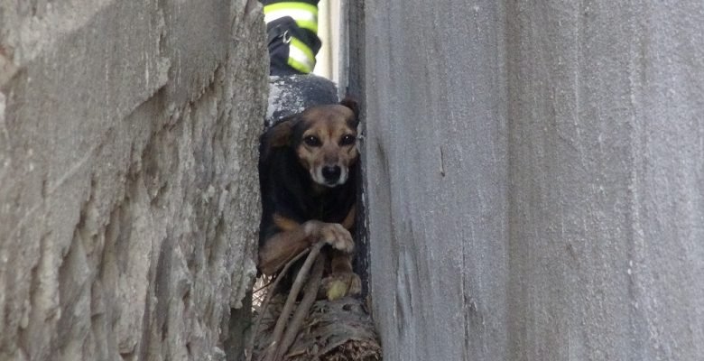 İki bina arasına sıkışan köpeği itfaiye kurtardı