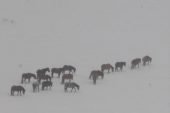 Doğada karlar üstünde yılkı atlarının yiyecek arayışı görüntülendi