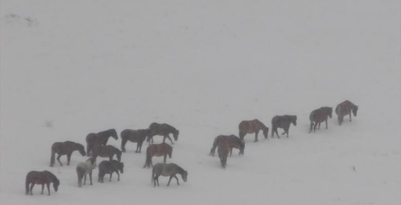 Doğada karlar üstünde yılkı atlarının yiyecek arayışı görüntülendi
