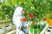 “Topraksız Tarım” yöntemiyle Jeotermal Seralarda üretilen domatesler,  birçok ülkeye ihraç ediliyor