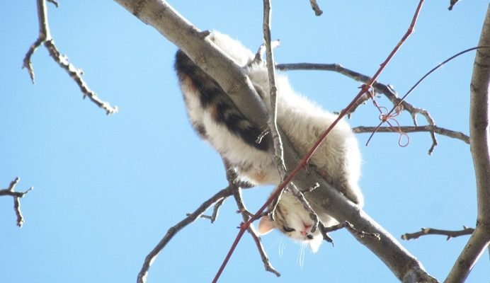Köpeklerden korkup ağaca çıkan kediyi itfaiye kurtardı