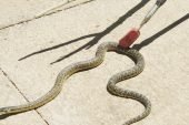 Okul bahçesinde depoya giren yılanı itfaiye ekipleri çıkardı