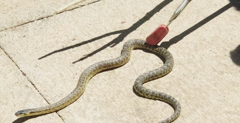 Okul bahçesinde depoya giren yılanı itfaiye ekipleri çıkardı